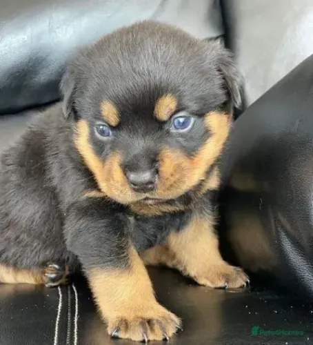 Baby rottweiler super brincalhão e sociável de ótima genética