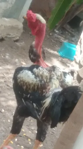 Vendo Vendo 6 galinha 3 galos e um casal  de Pato chocando 