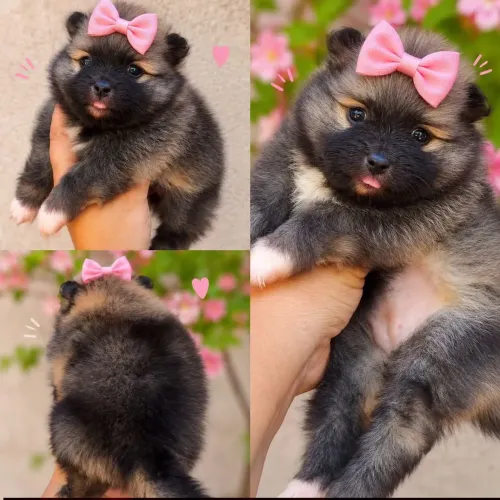 Spitz alemão femea 