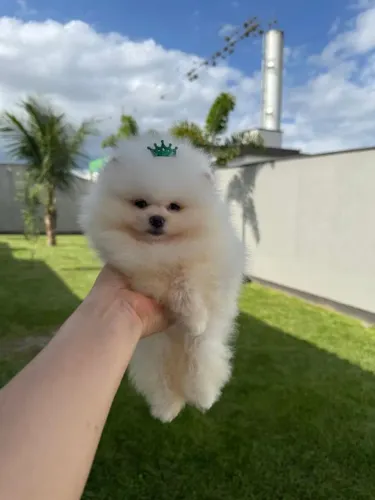Lulu da Pomeranea fêmea