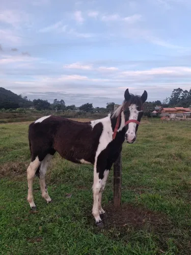 Linda poutra MM (égua)