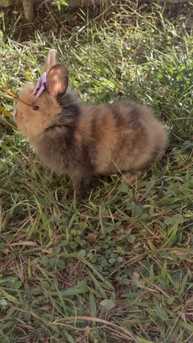 Coelho Mini Lion