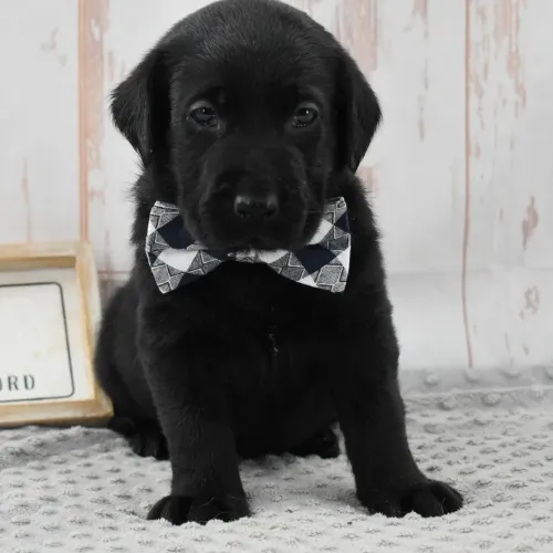 Labrador/ Últimos filhotes da ninhada disponíveis!