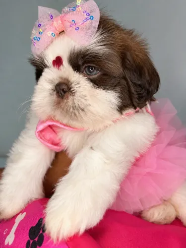 Shih tzu branca com marrom 