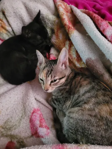 Doação de gatos 
