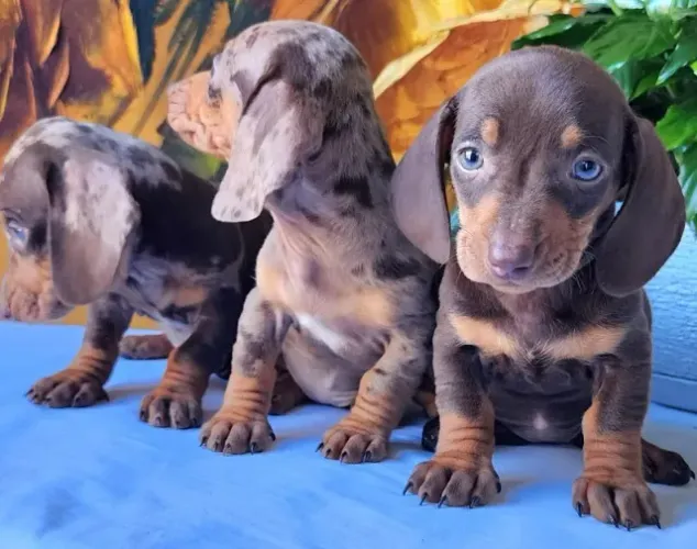 Filhotes de Dachshund a Pronta Entrega!!