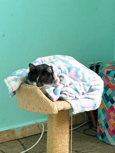 Doação de gatinha de aproximadamente 1 ano