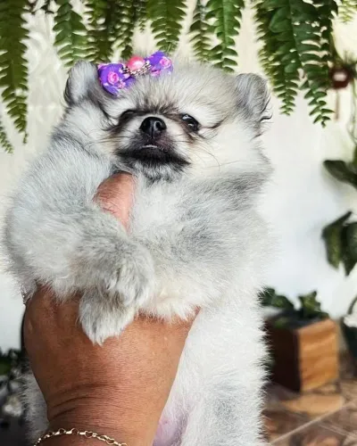 Lulu da Pomerânia
