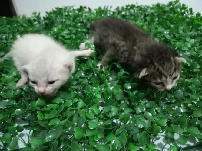 Doação de lindos filhotes de gato