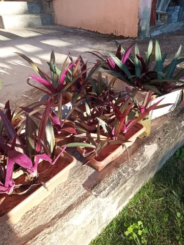 Mudas de abacaxi roxo exótica