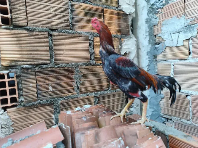 Galos e galinha e pinto Raça 