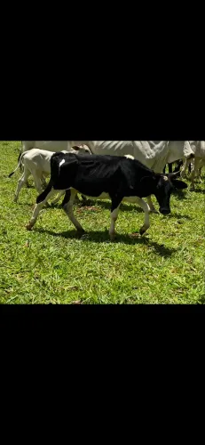 Novilha com excelente genética de leite
