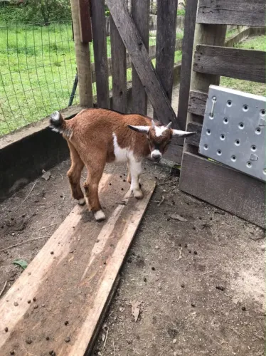 Mini bode