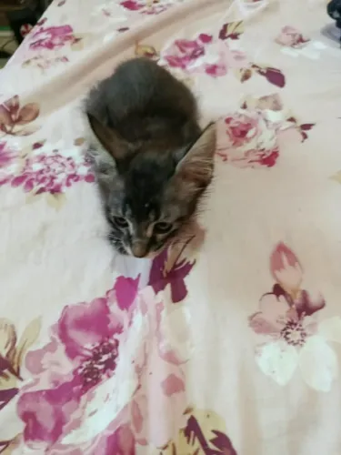 Gatinhos para adoção responsável!