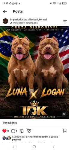 FILHOTE DE BRAZILIAN BULL PIT MONSTER DISPONÍVEIS COM PEDIGREE
