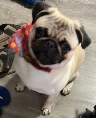 Pug