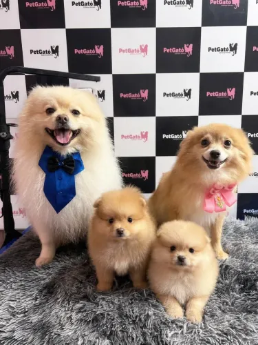 Filhote de Spitz Alemão Macho