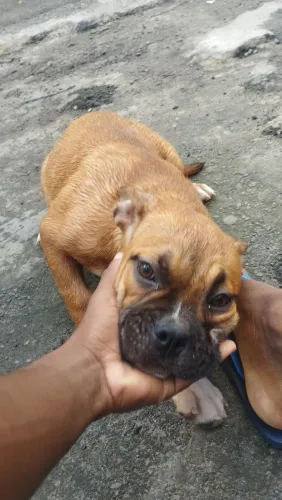 American bully