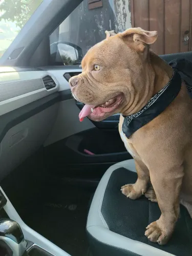 Doação responsável! Jamal, American Bully, 2 anos, castrado