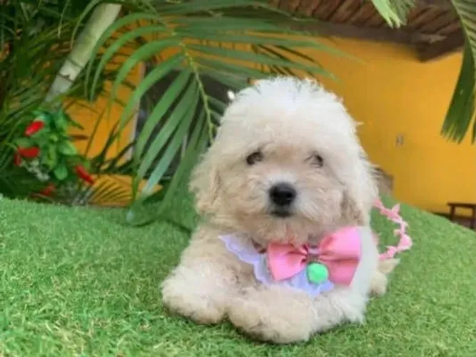 Poodle ? Mini toy 3 meses de vida
