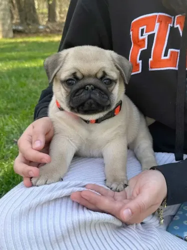 Pug O próximo ídolo da sua casa está aqui
