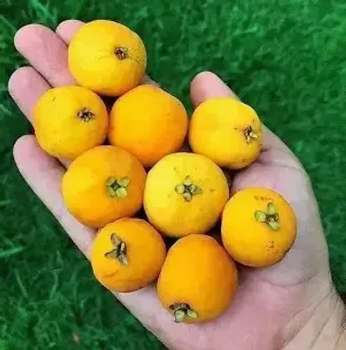 muda de araça amarelo