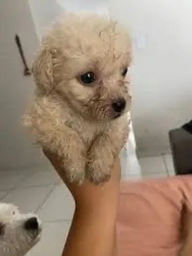 DOAÇÃO DE POODLE