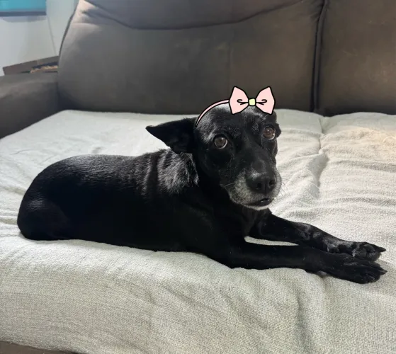 Cachorra porte P adoção responsável 