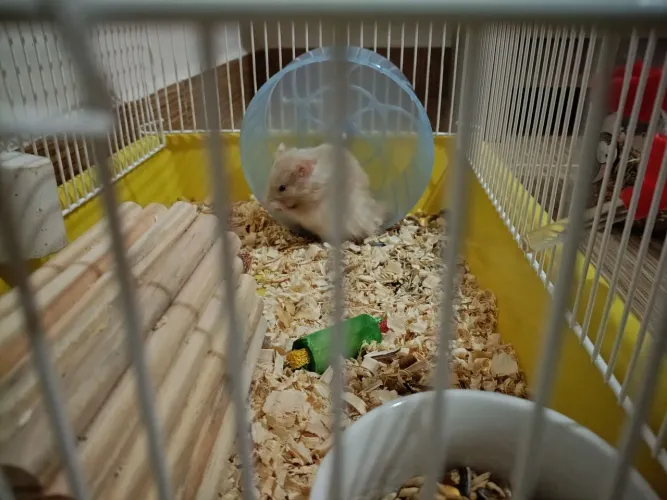 Hamster sírio 