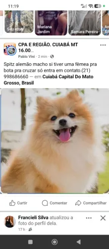 Spitz alemão macho si tiver uma fêmea pra bota pra cruzar só entra em contato.