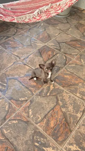 Chihuahua Top Chocolate Pelo longo macho 2 Vacinas 3 meses! Aceito cartão 