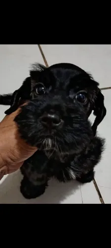Schnauzer Miniatura fêmea