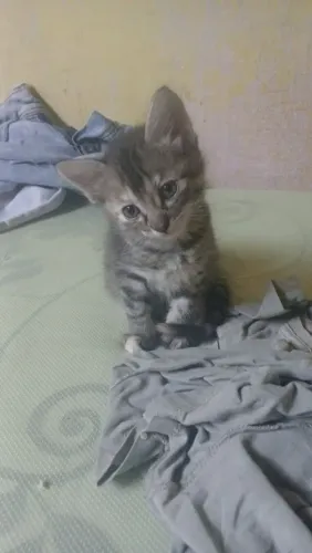 Doação de gatos