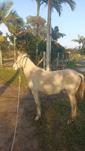 Potra crioula!!