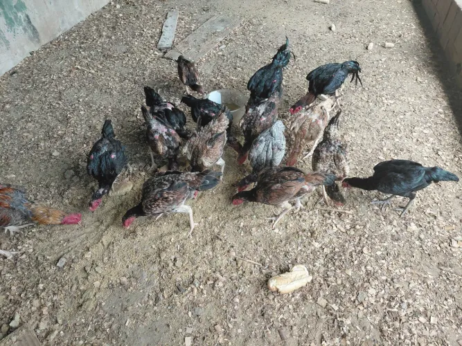 Vendo galinhas caipiras 60 reais  a unidade  os machos 100 reais