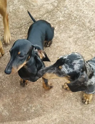 DACHSHUND MINIATURA FAMOSOS SALSICHINHAS
