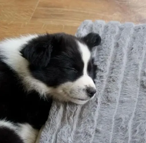 Filhotes de Border Collie | Leais desde cedo.