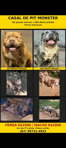 Vendo chama cachorros tops