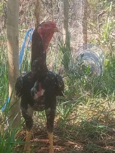 Frango índio gigante 7 meses crista bola