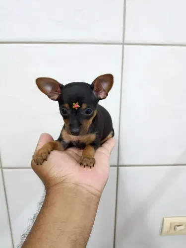 Filhote pinscher miniatura fêmea preta canela