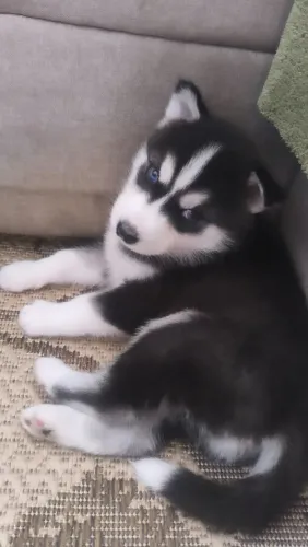 Huski siberiano filhote