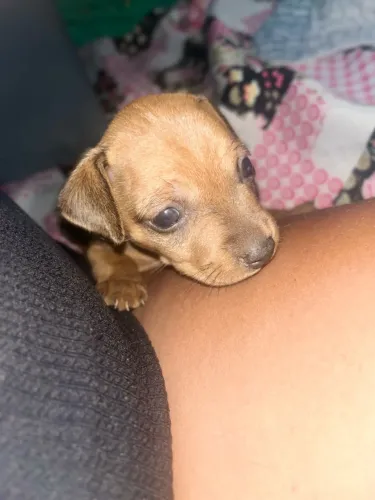 Disponível para venda , tá com duas semanas ! Filho de Pinscher n2