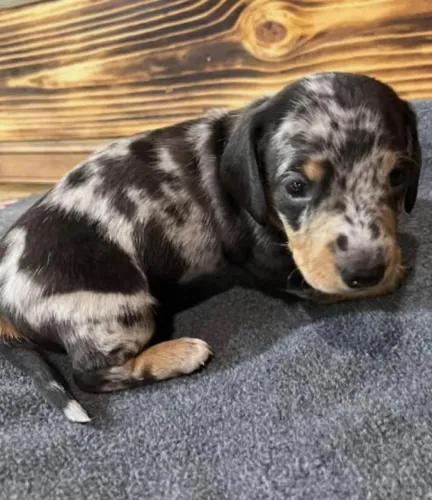 Basset teckel muito amoroso