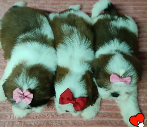 Linda filhote de shih tzu