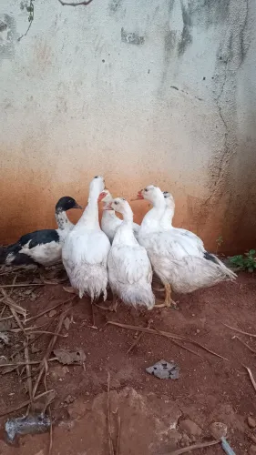 Patos