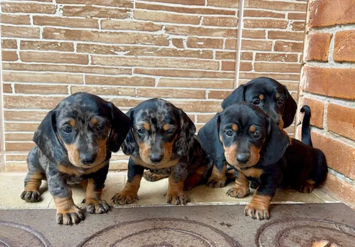     Dachshund Kaninchen Filhotes Lindos Disponíveis