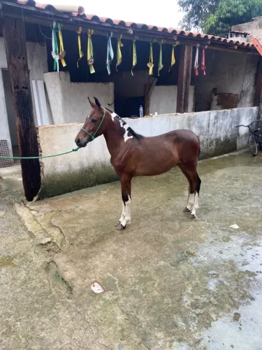 Piquira