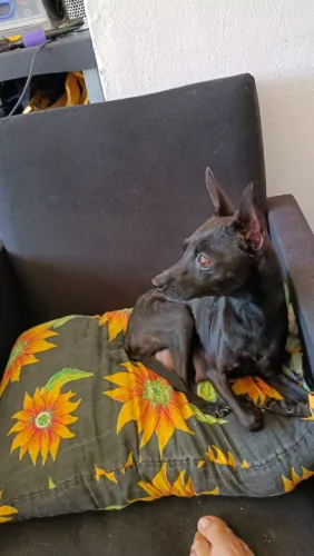 Pinscher liberados para comprar só hoje 450,00 reais - chama no ZAP ????