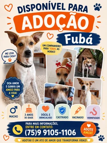 Cachorro castrado disponível para adoção!