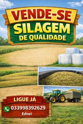 Silagem De  milho 